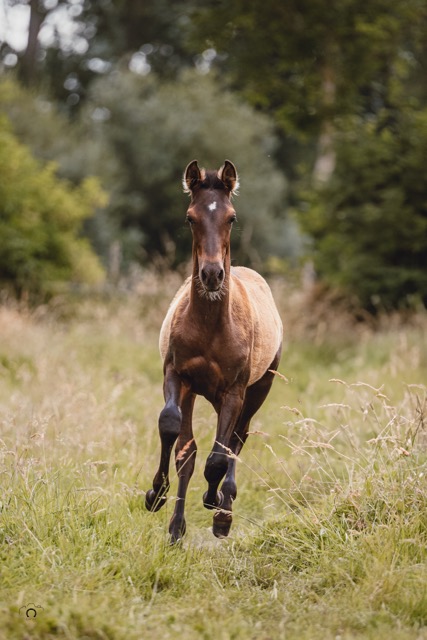 0A8A9634 Modifier Moyenne